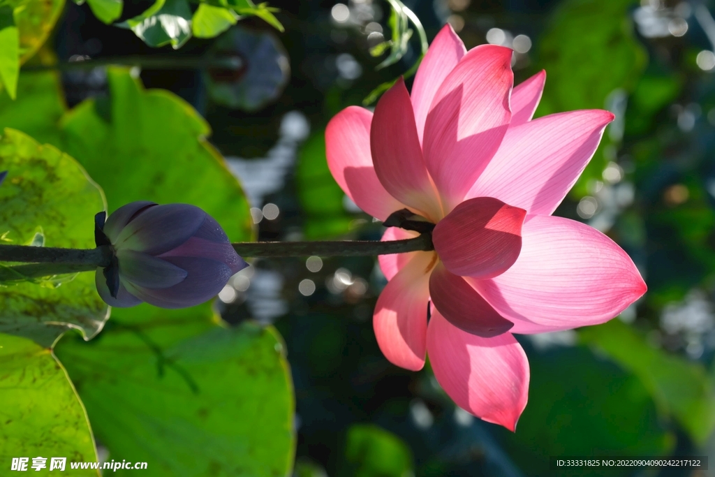 莲花