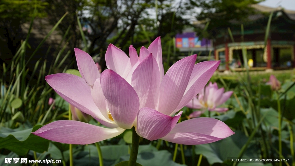 莲花