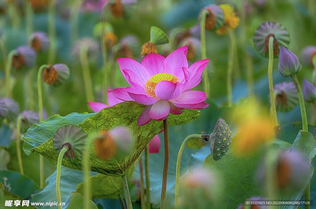 莲花