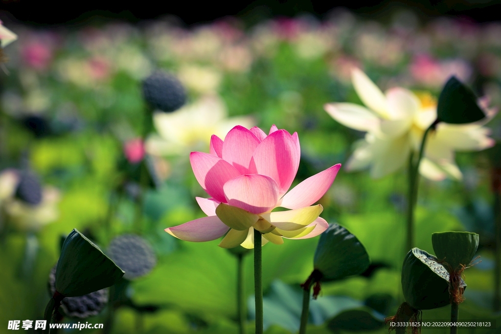 莲花
