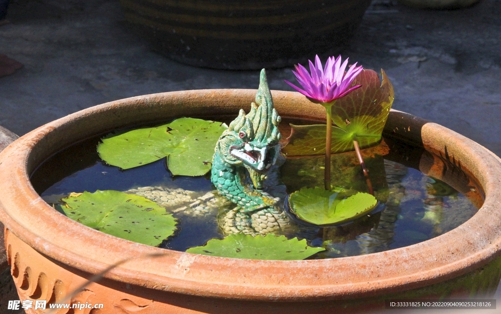 莲花