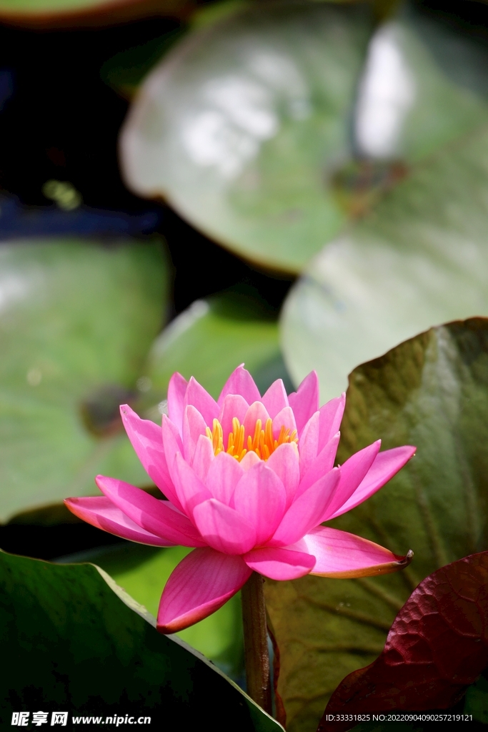 莲花