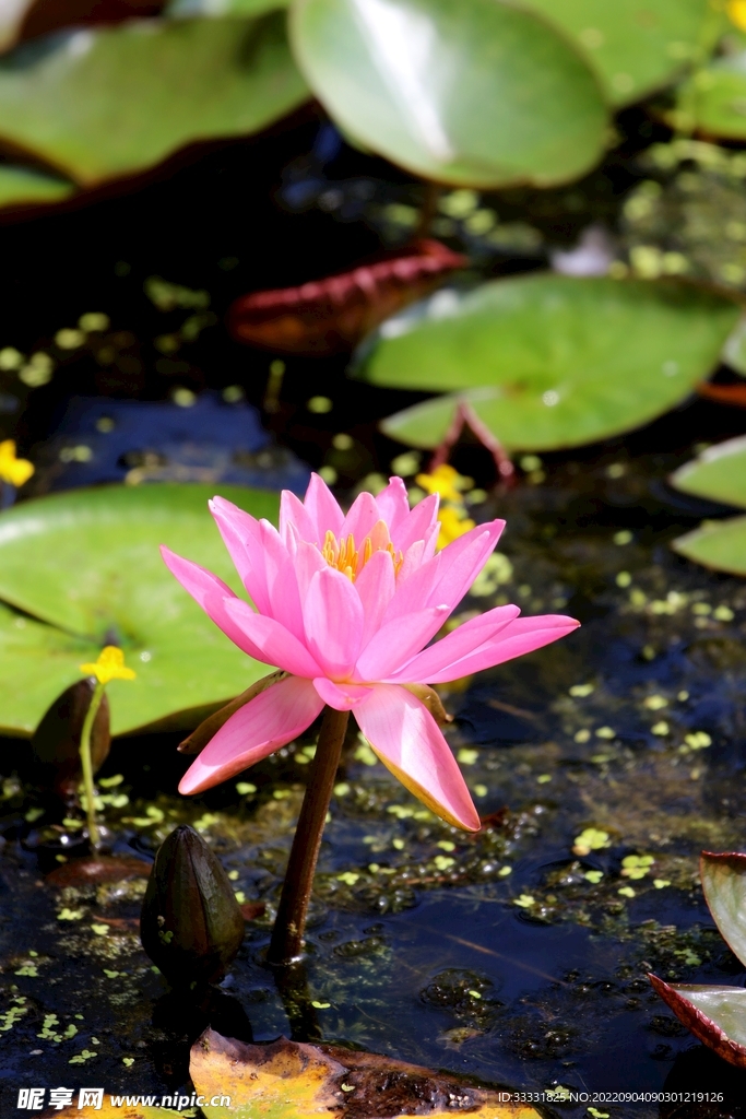 莲花