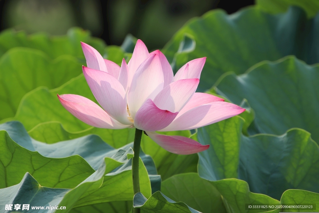 莲花