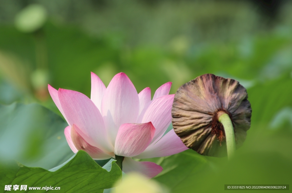 莲花