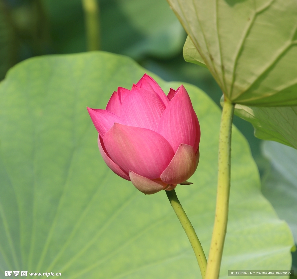 莲花
