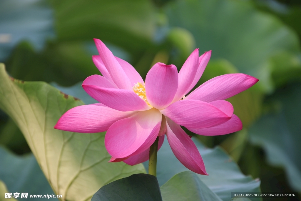 莲花