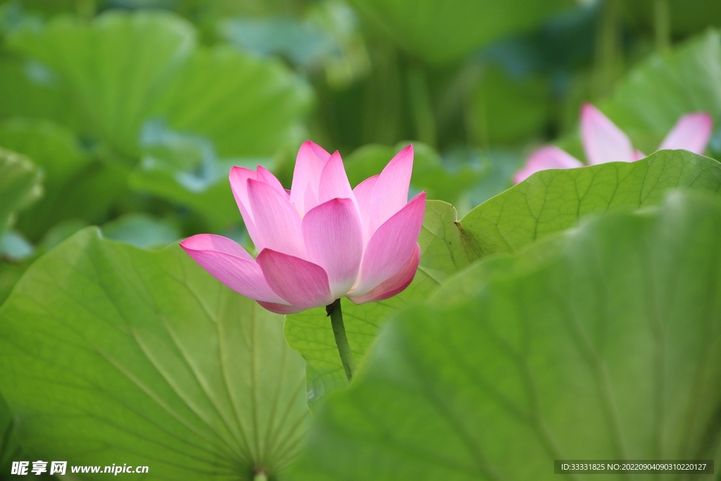 莲花