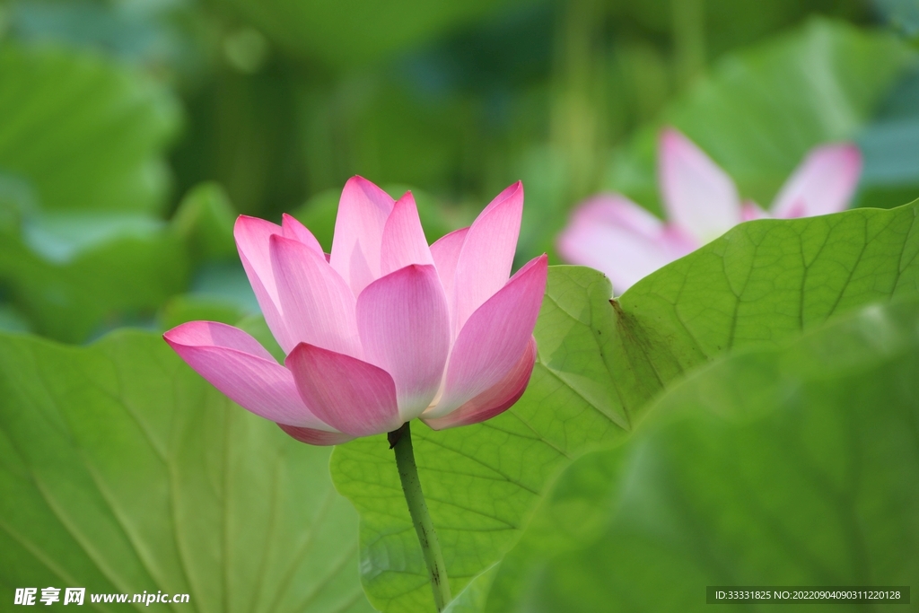 莲花
