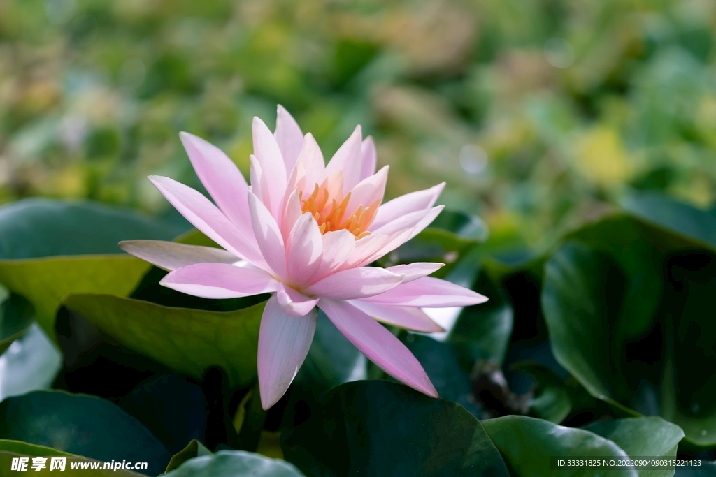 莲花
