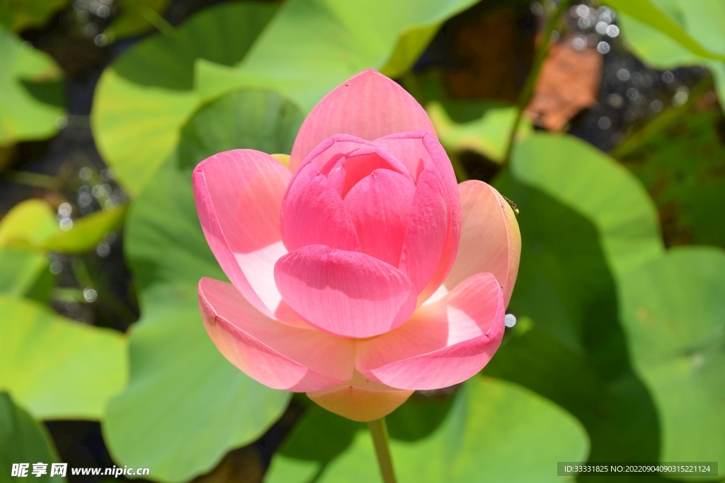 莲花