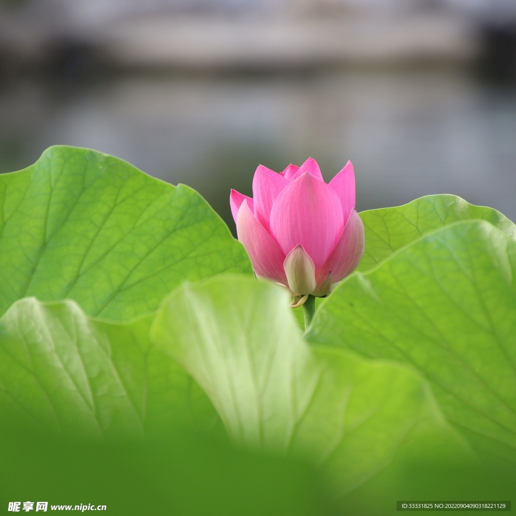 莲花