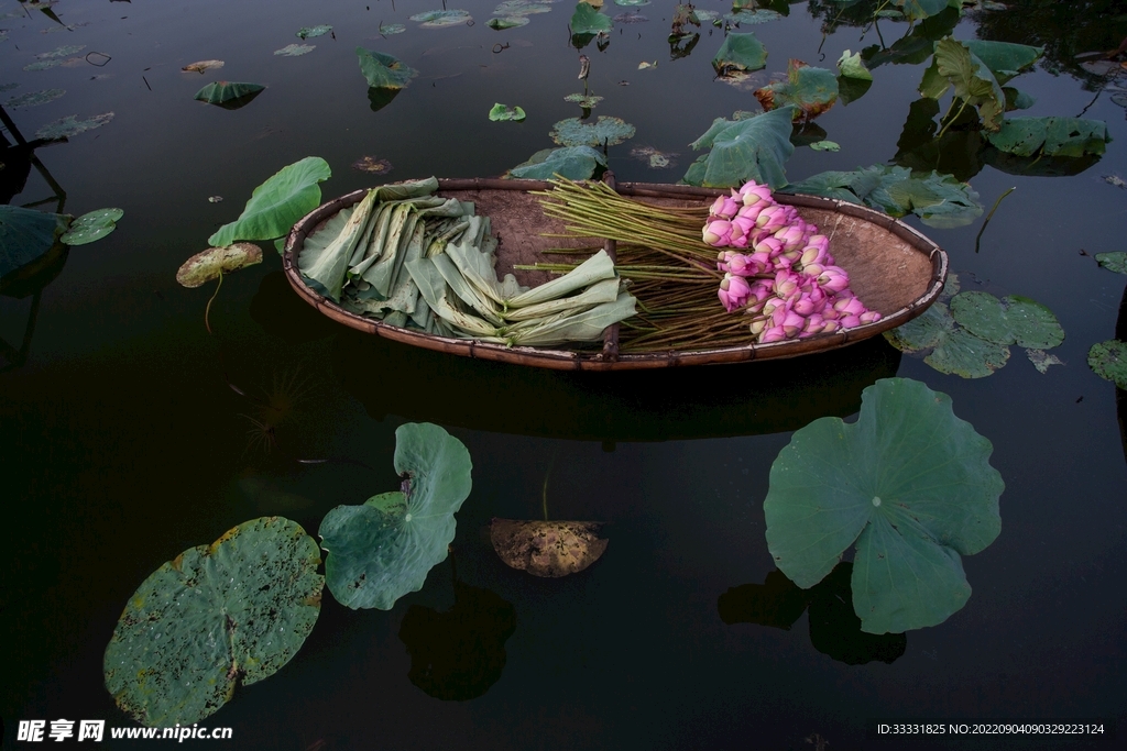 莲花