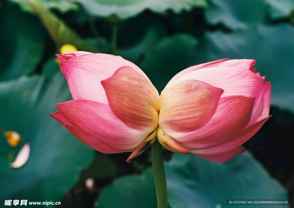 莲花