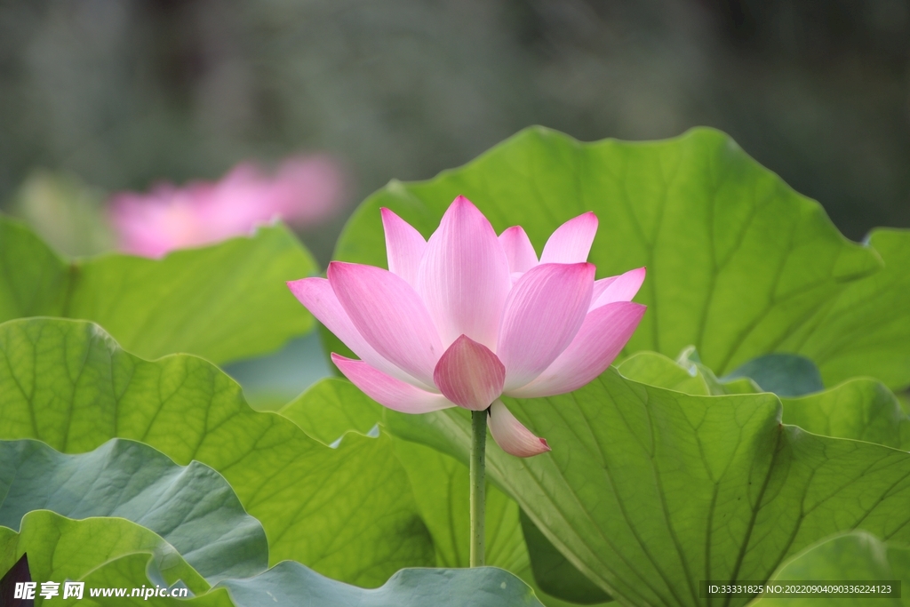 莲花