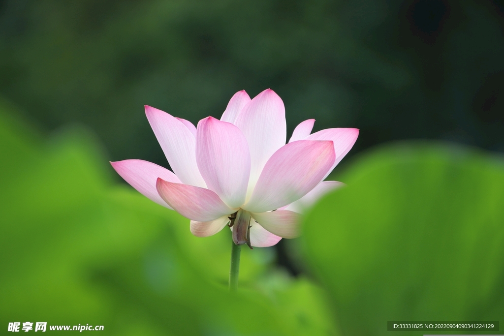 莲花