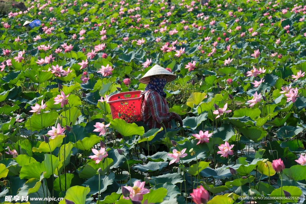 莲花