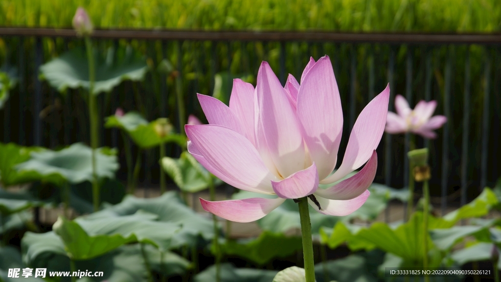 莲花