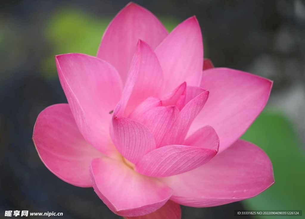 莲花