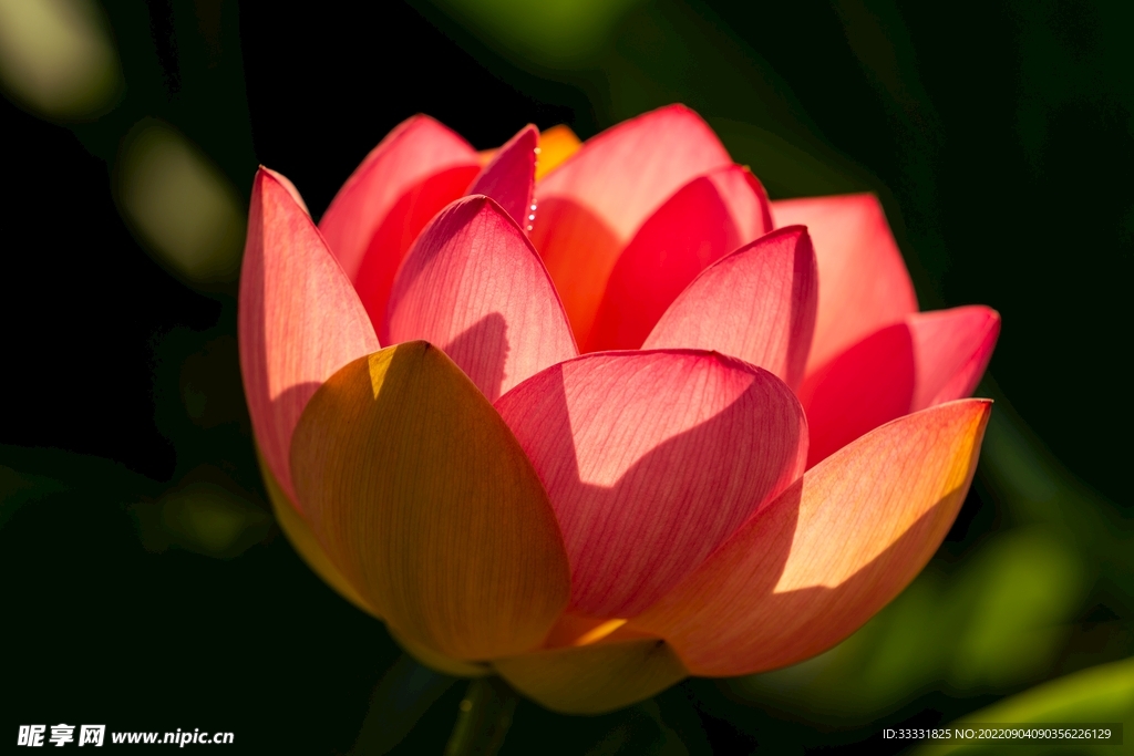 莲花