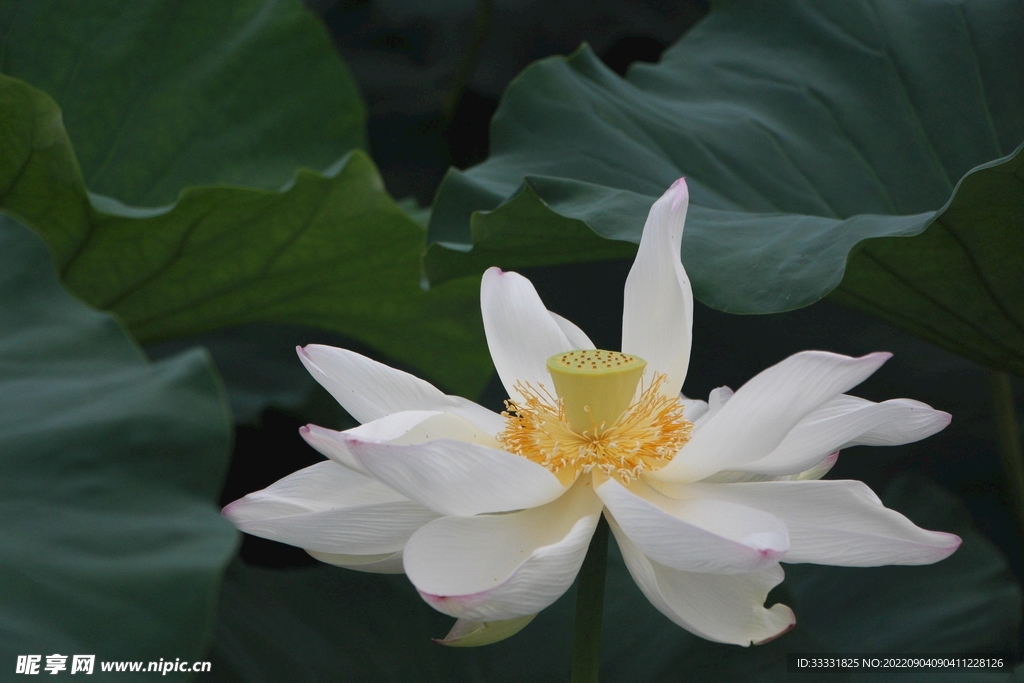 莲花