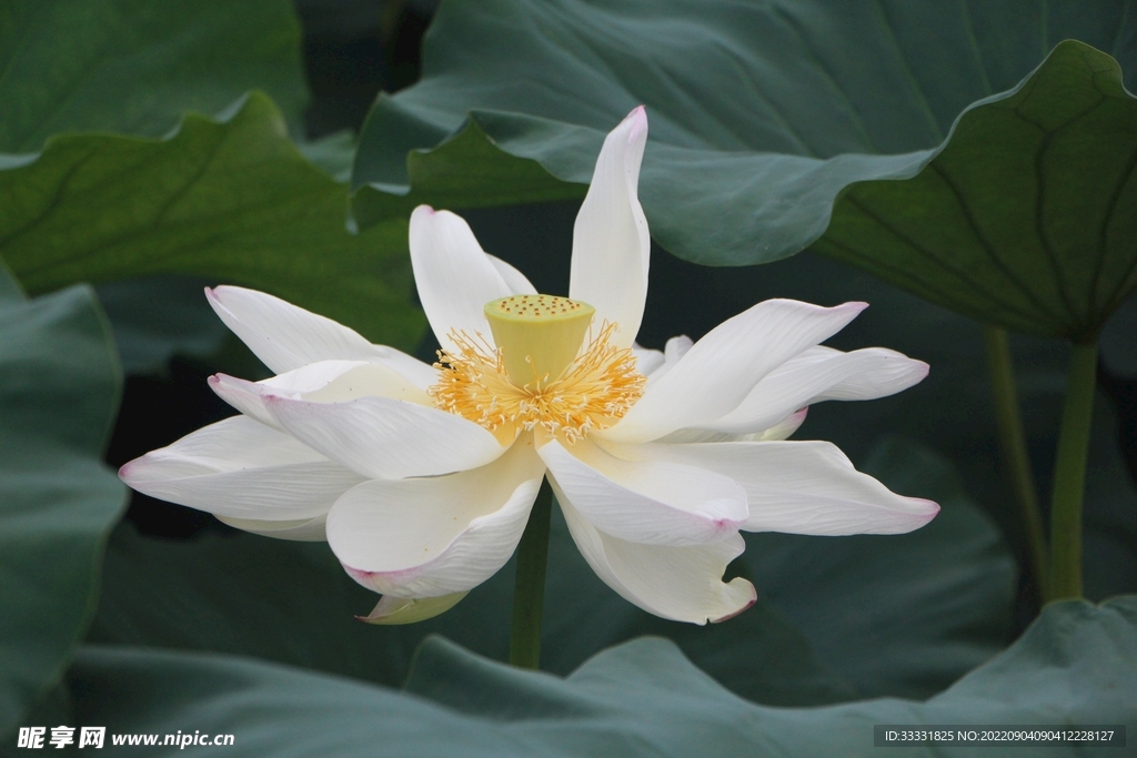 莲花