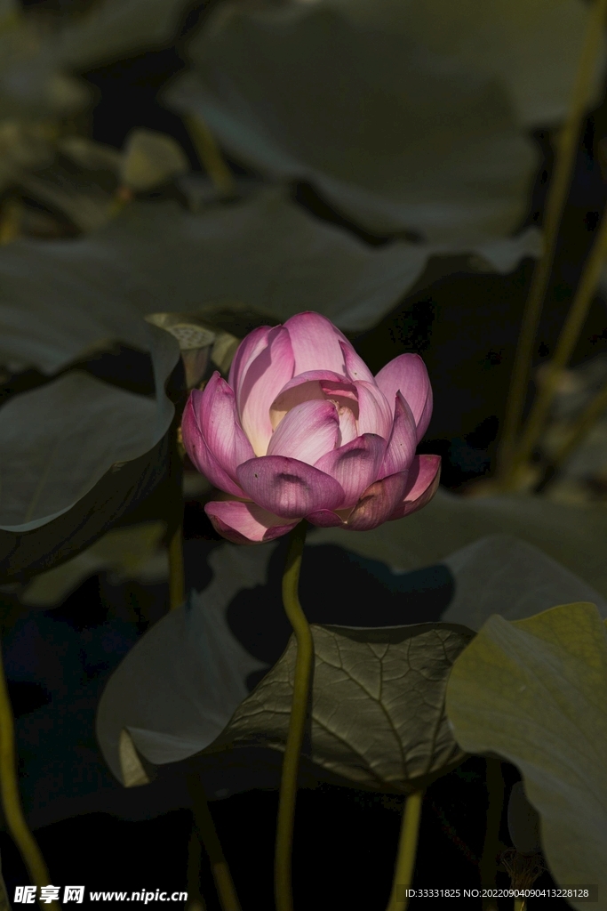 莲花