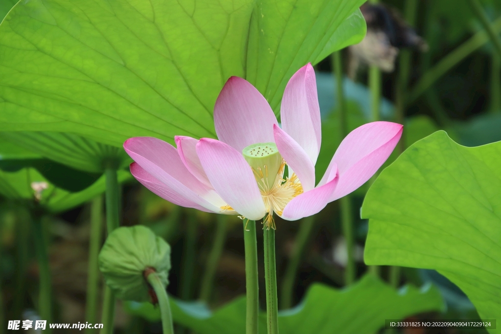莲花