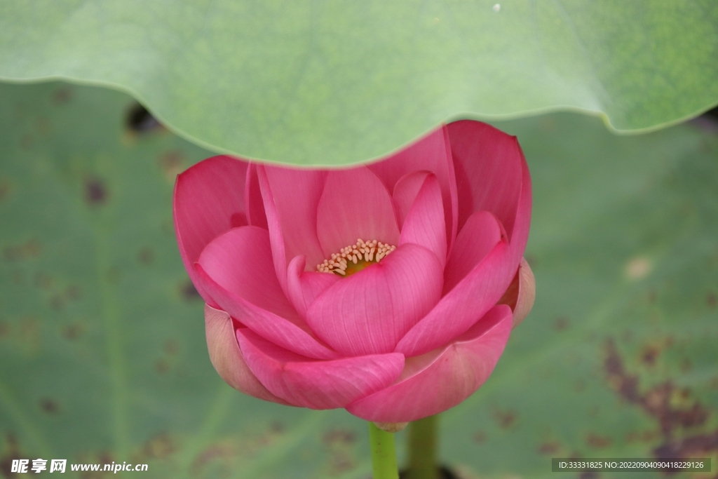 莲花