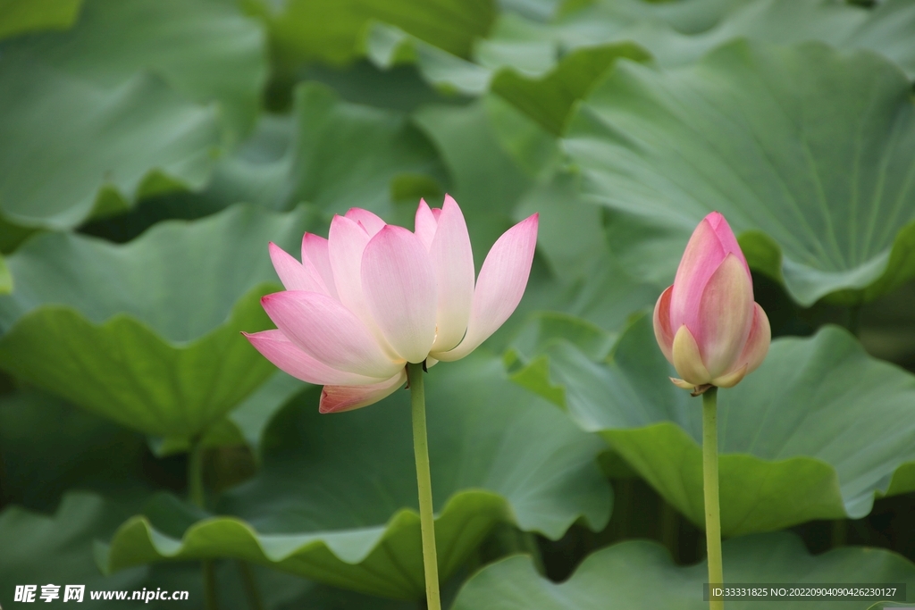莲花
