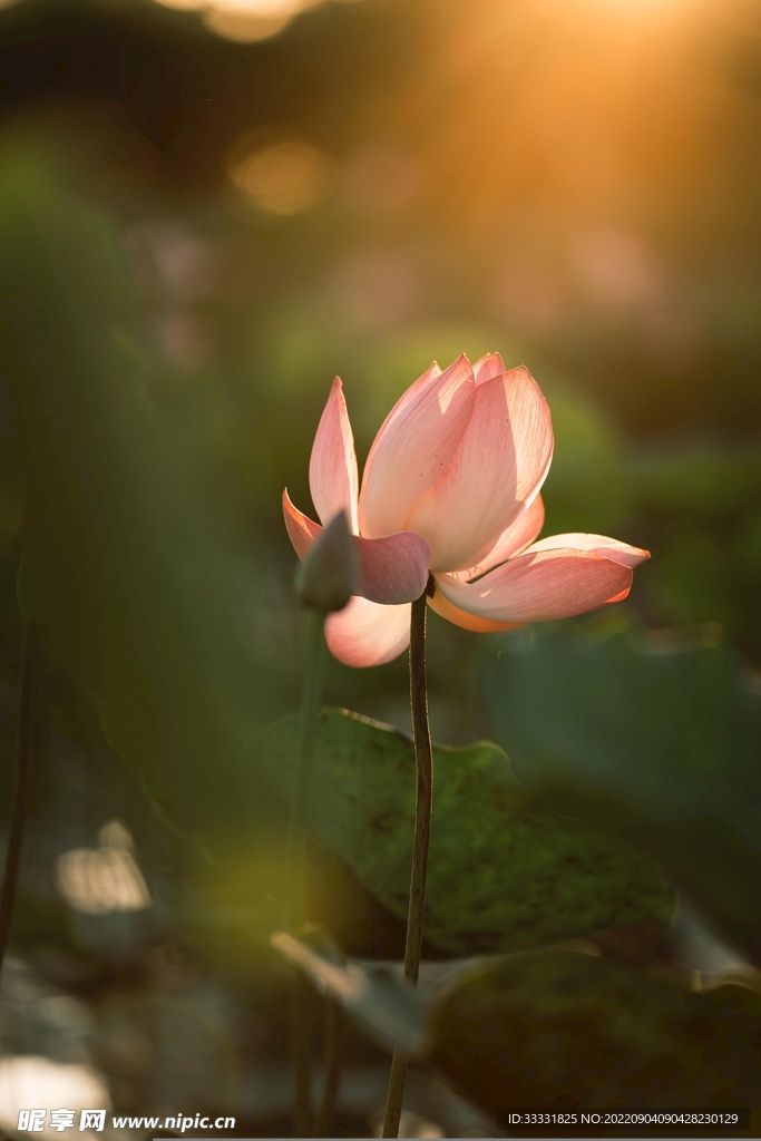 莲花