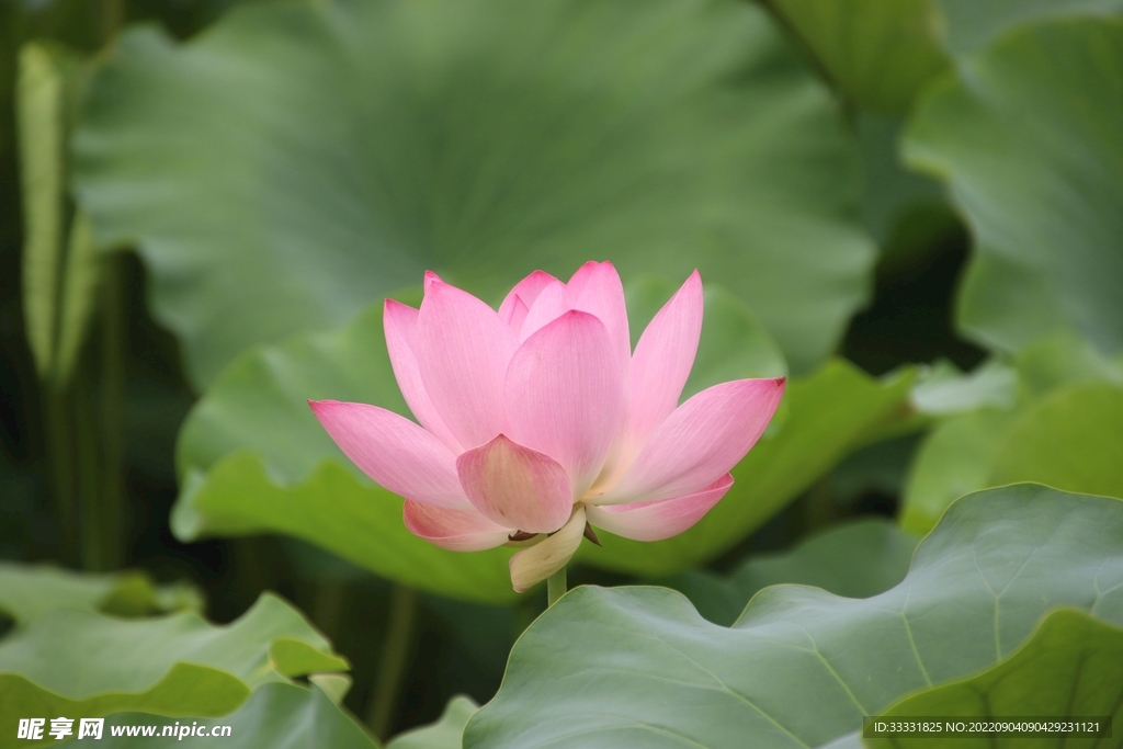 莲花