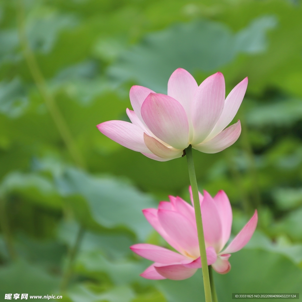 莲花