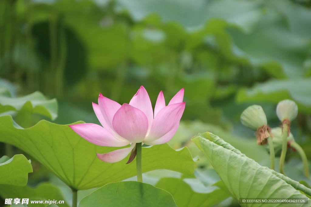 莲花