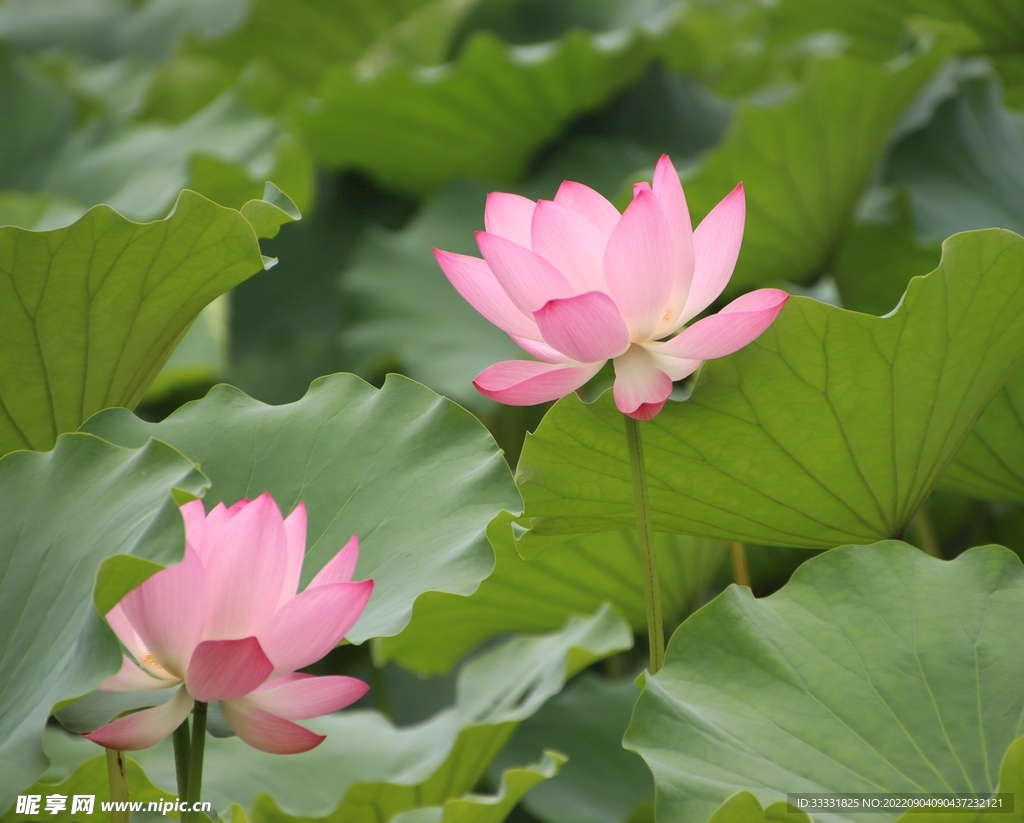 莲花