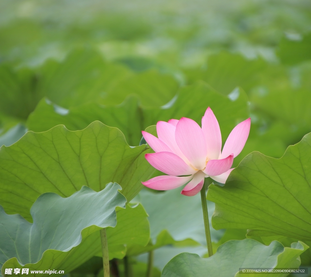 莲花