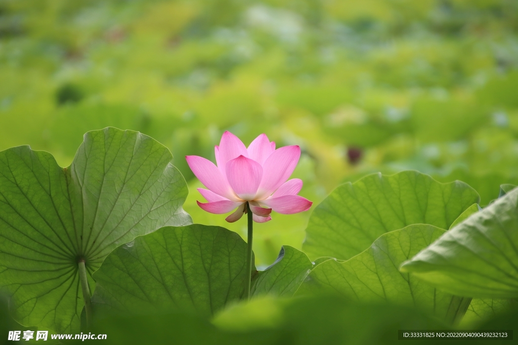 莲花