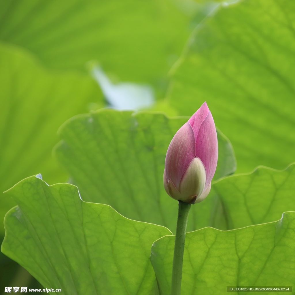 莲花
