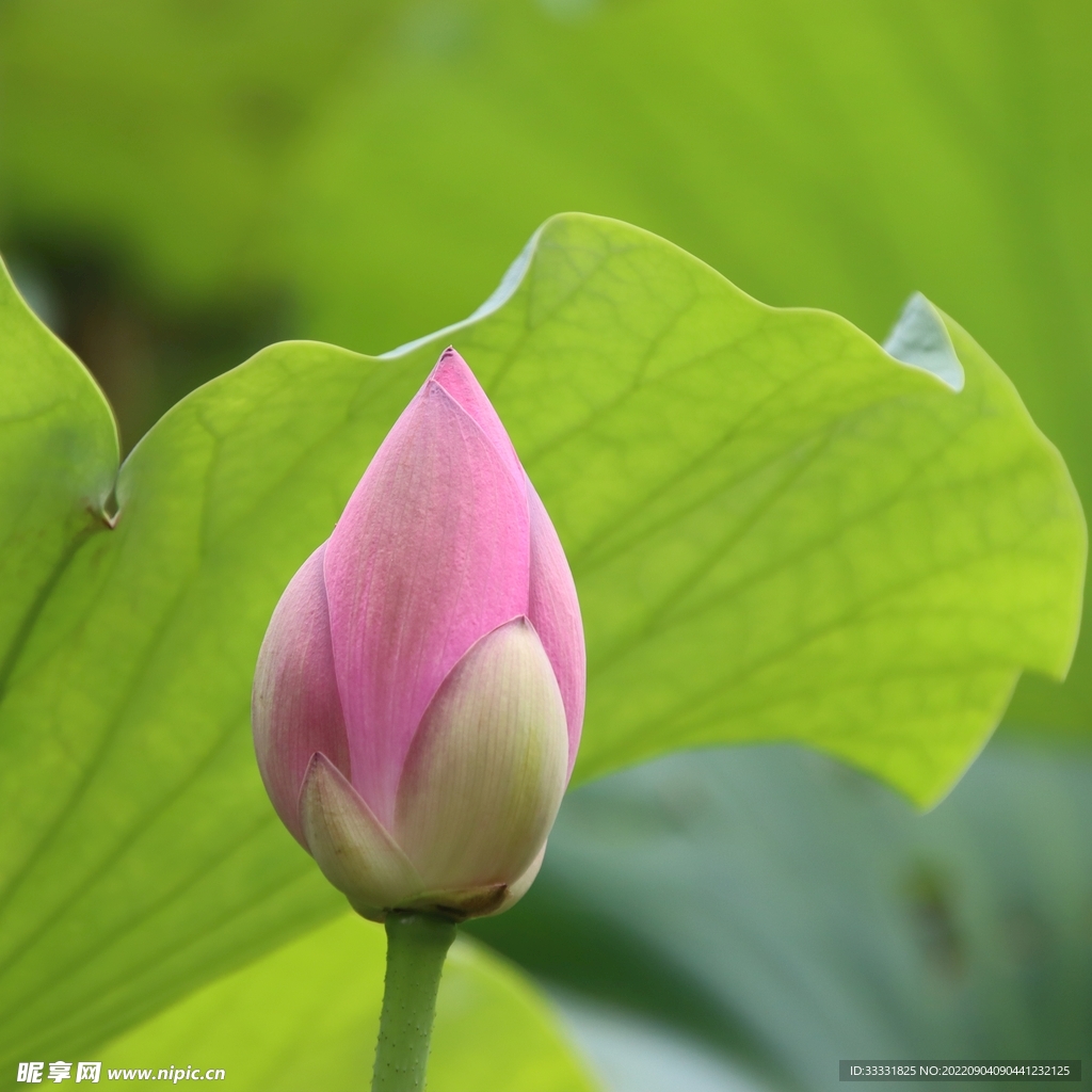 莲花