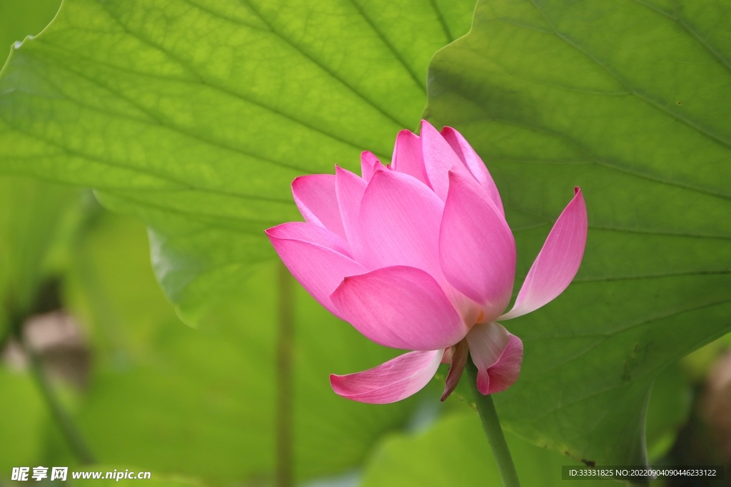莲花