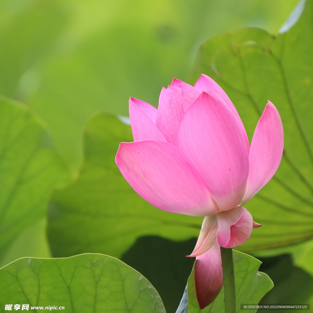 莲花
