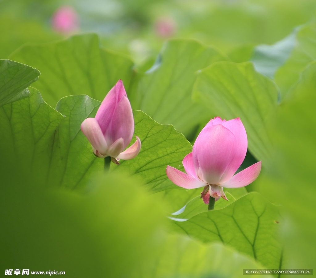 莲花