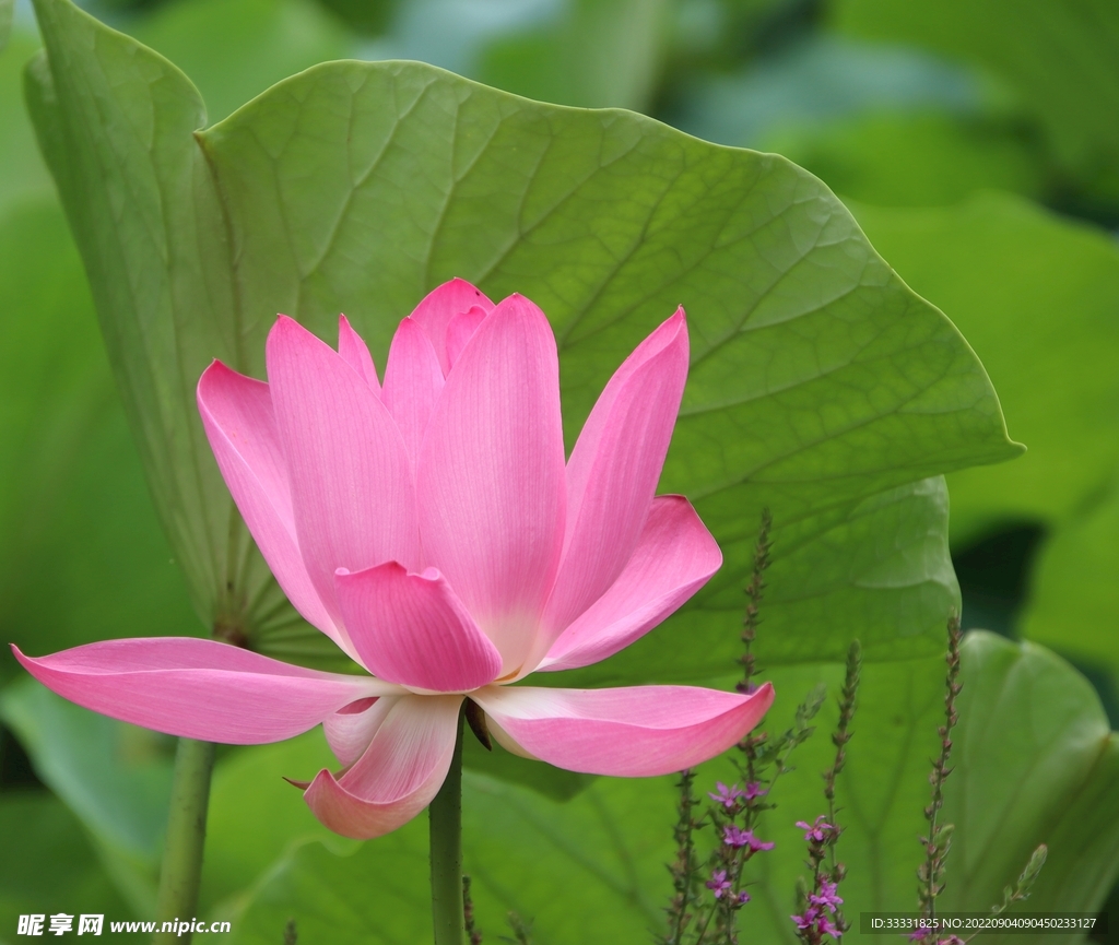 莲花