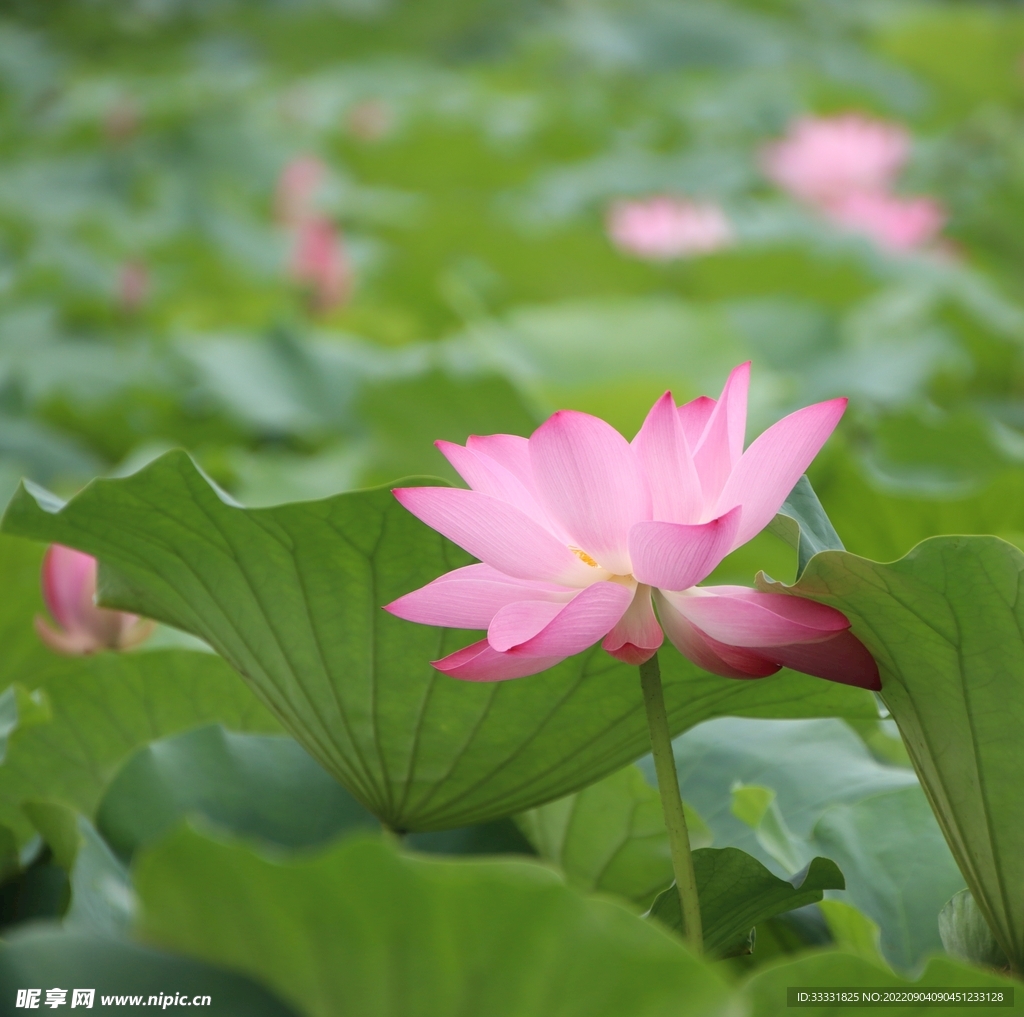 莲花