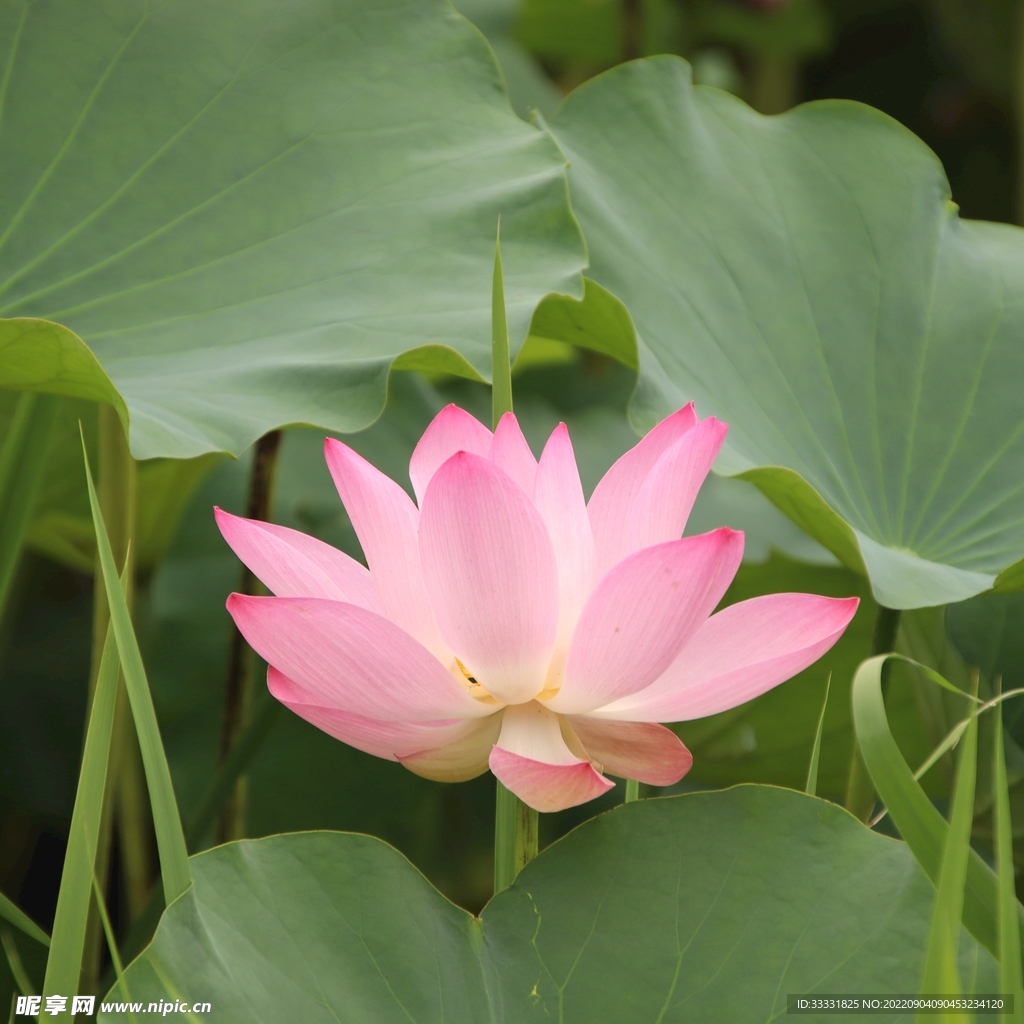 莲花