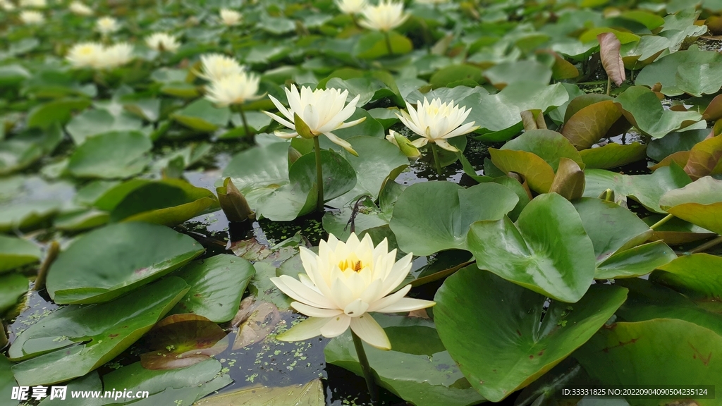 莲花