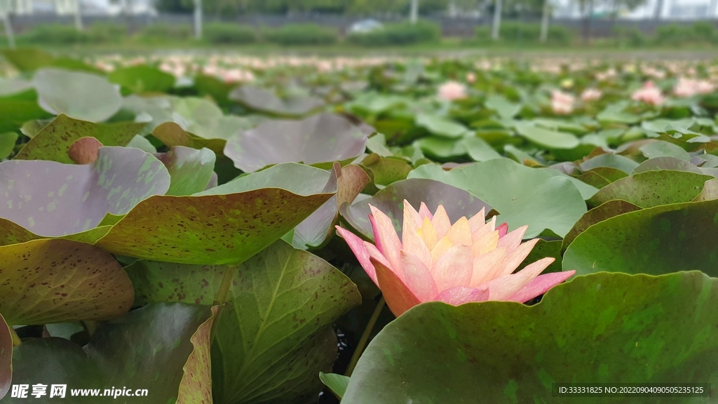 莲花