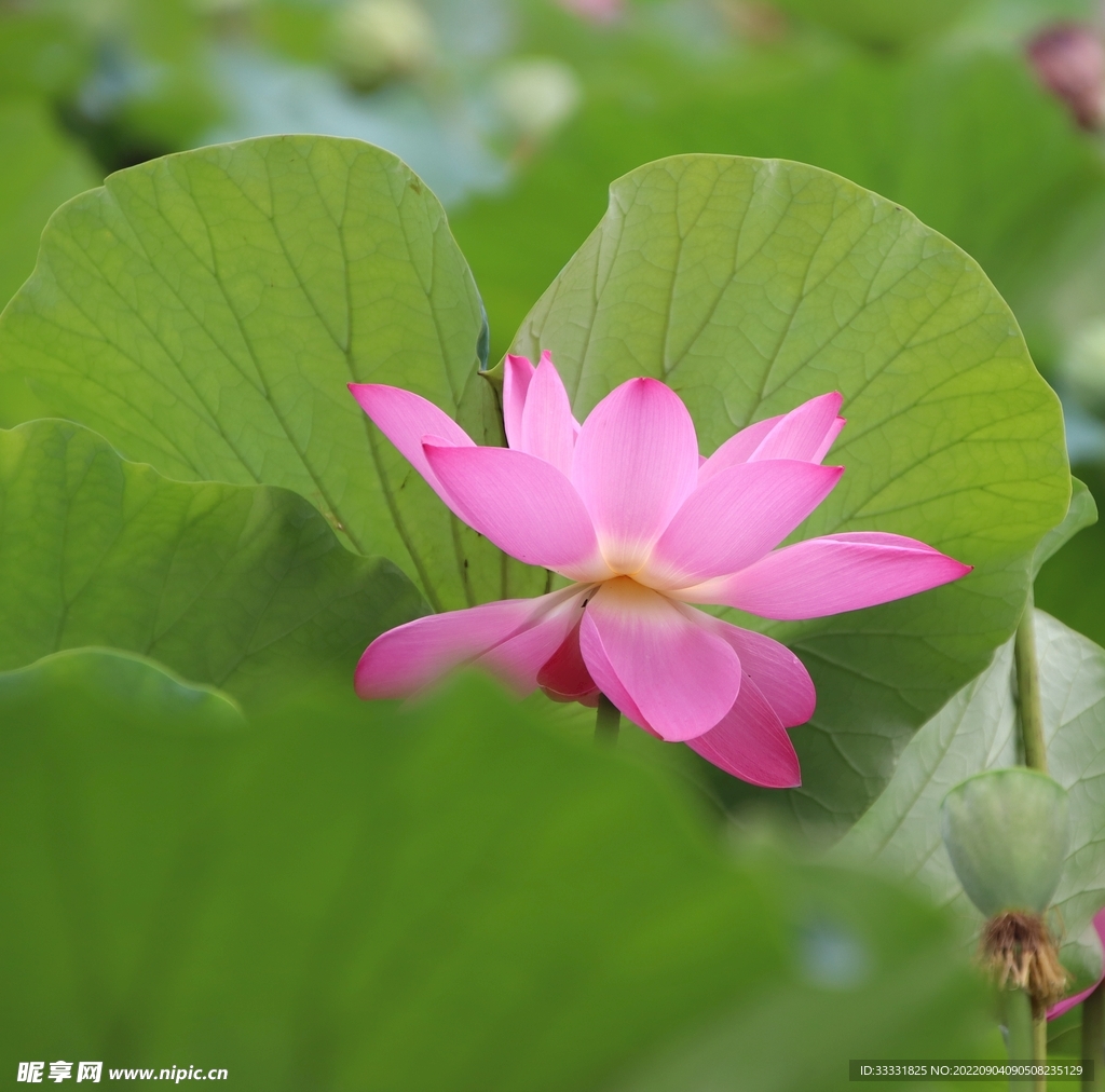 莲花
