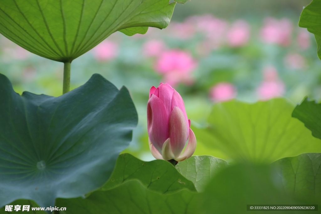 莲花