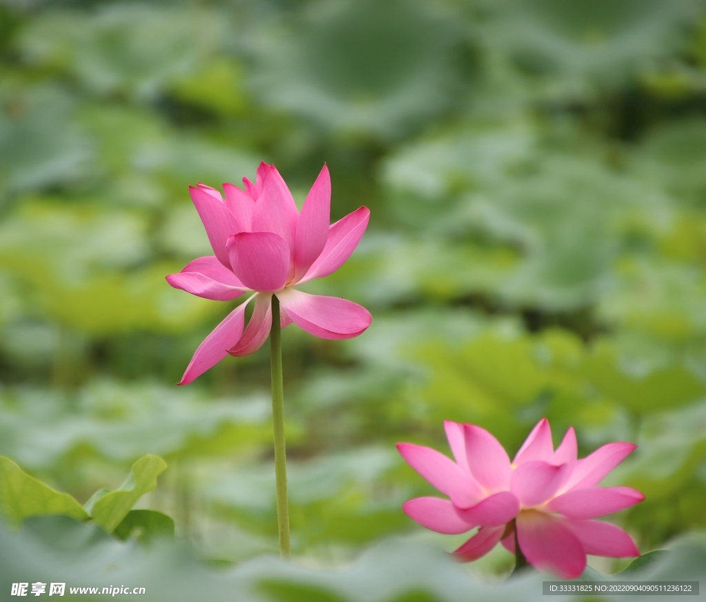 莲花